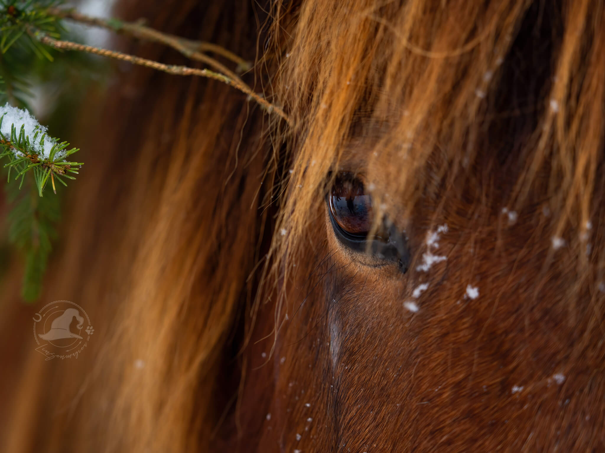 Detailaufnahme von einem Isländer Fuchs Pferdekopf mit Pferdeauge im Fokus bei einem Fotoshooting mit Marke Linsenmagier Fellnasen